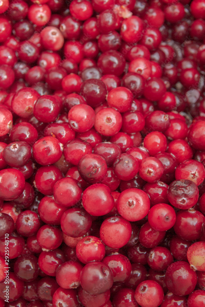 Ripe Red cranberries collected in the forest lies in the container Ripe Red cranberries collected in the forest lies in the container