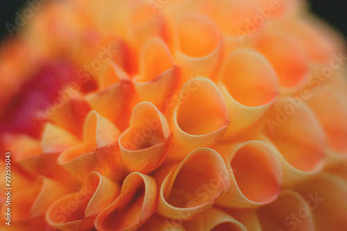 Macro Close-Up of Orange Dahlia