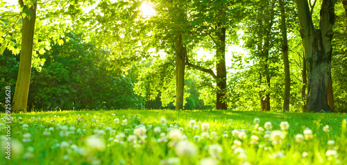 Forest flowers in the morning