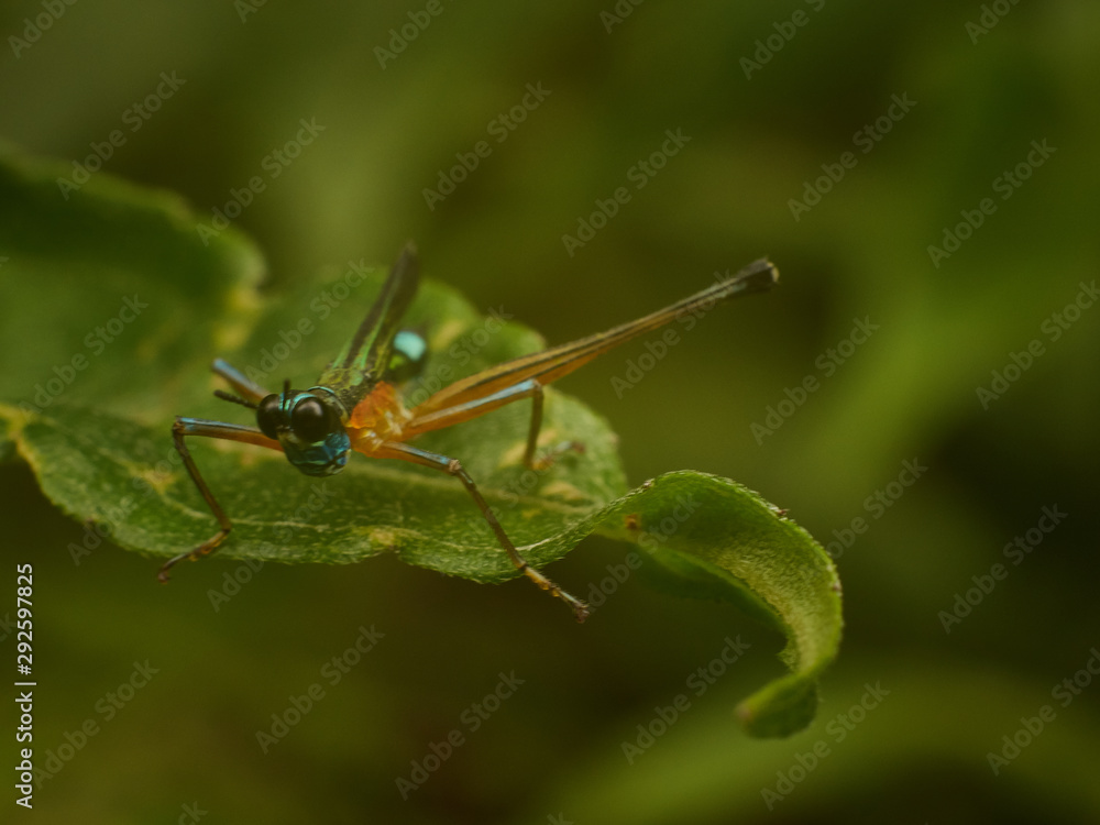 Fototapeta premium Colorful Grasshoppers on Green Leafs