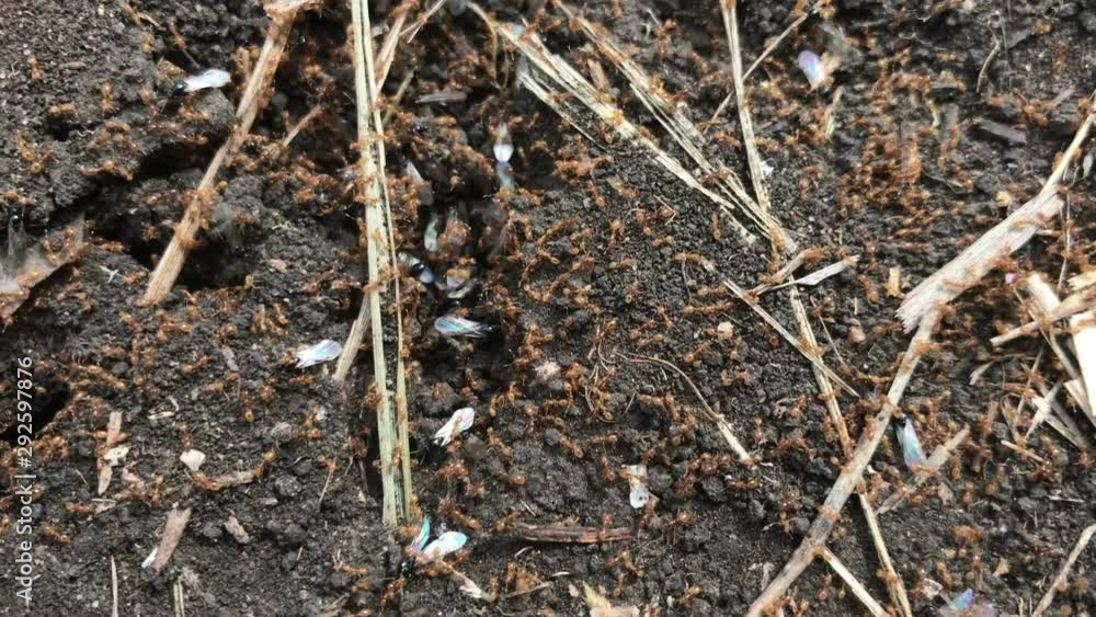 larvae of flying ants crawling, macro larvae of flying ants crawling, macro