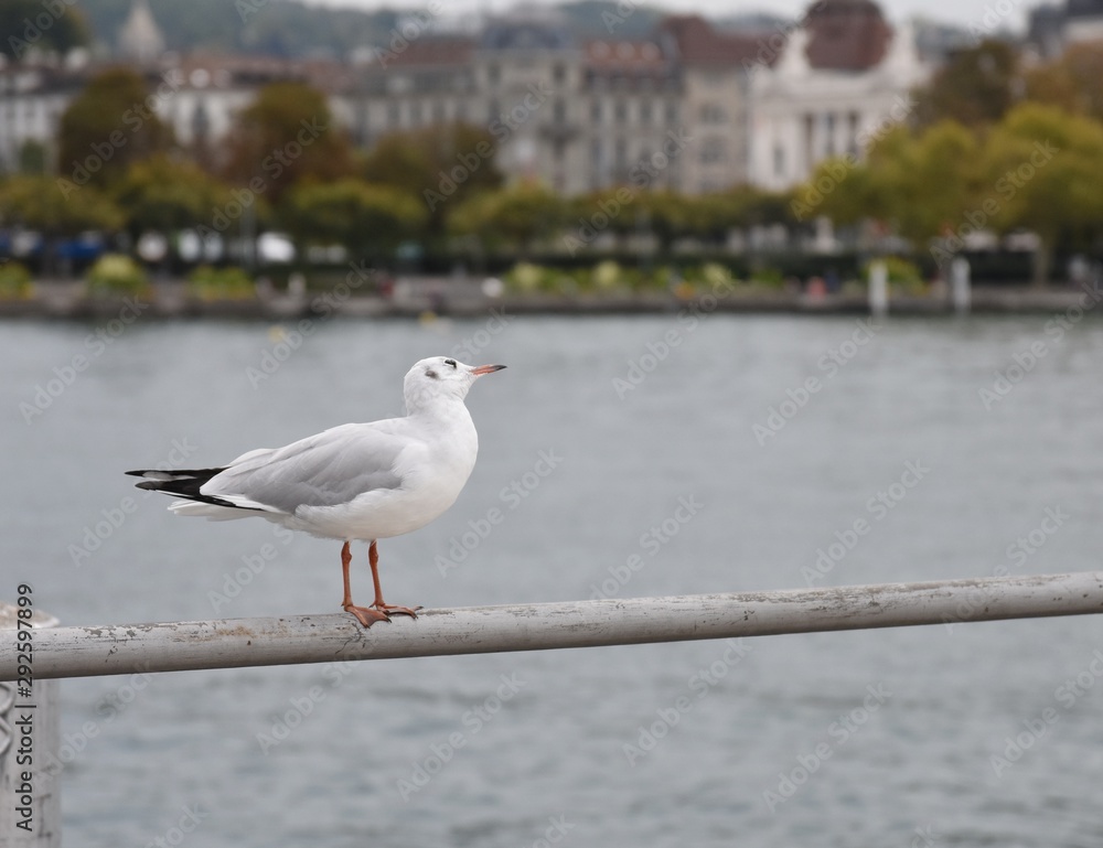 Seagull standing on a fence at the lake Zurich, buildings in the background Seagull standing on a fence at the lake Zurich, buildings in the background