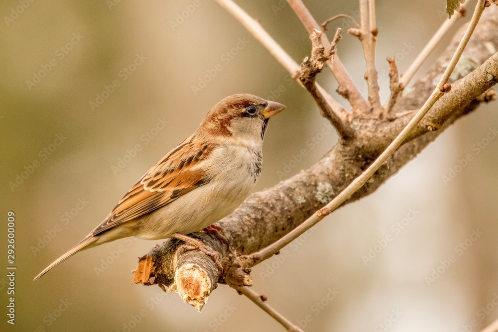 Obraz premium sparrow on a branch