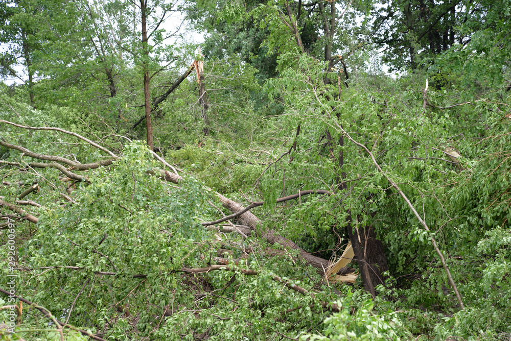 Tornado Storm Damage of Fallen Trees and Debris Tornado Storm Damage of Fallen Trees and Debris