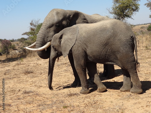 South african elefants.