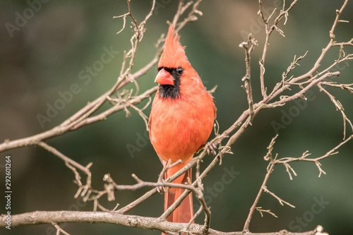 cardinal on a branch Fototapeta