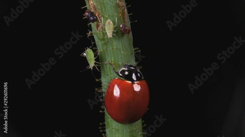 Ladybeetle feeding on aphids 1280 3