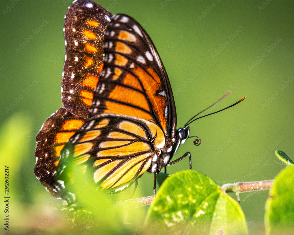 Fototapeta premium Viceroy along the nature trail!