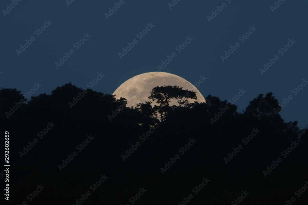 Supermoon coming out with a tree silhouette