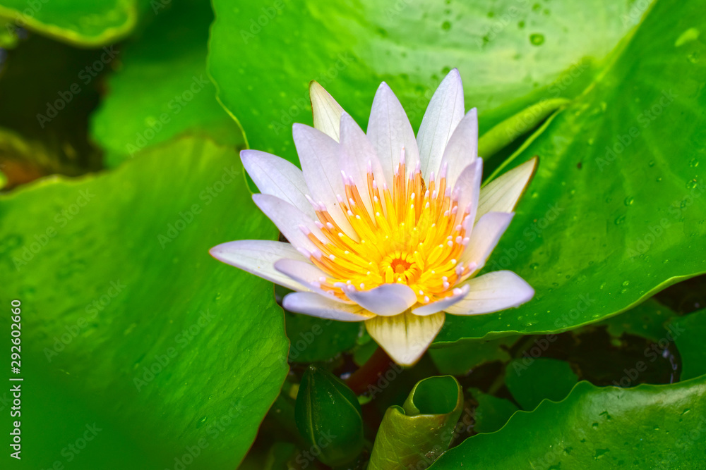 Lotus flower planted in the pond That has begun to bloom With beautiful colors And natural