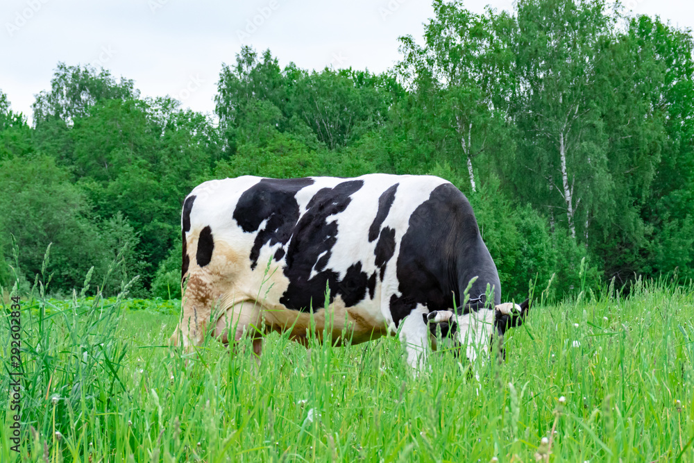 Holstein black and white spotted milk cow standing on a green rural pasture, dairy cattle grazing in the village Holstein black and white spotted milk cow standing on a green rural pasture, dairy cattle grazing in the village