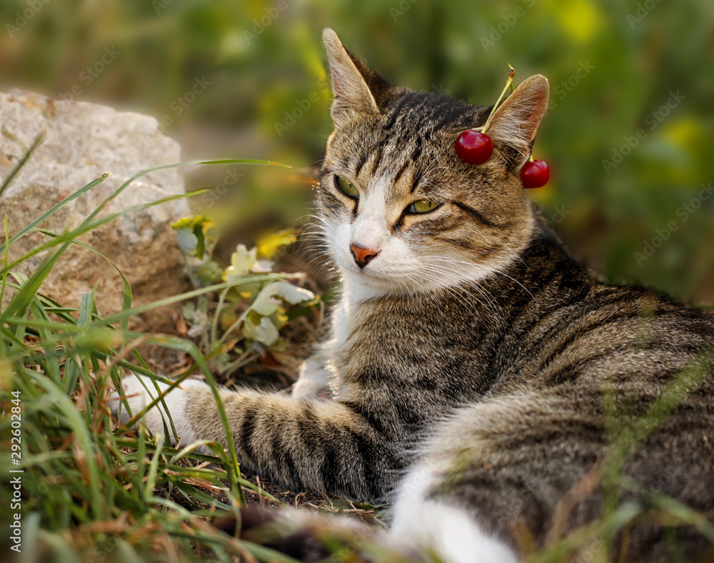 A grey striped cat, with green eyes and cherries on his ear