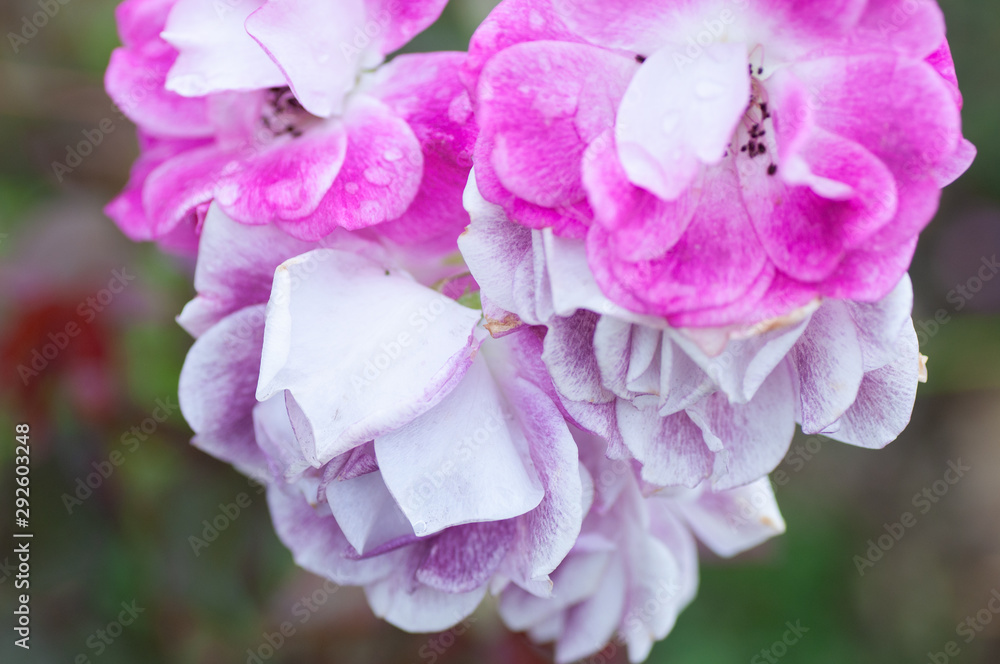 Pink rose with violet border of petals in the park