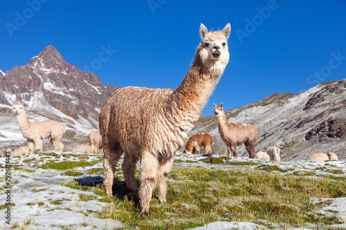 llama or lama  Andes mountains 