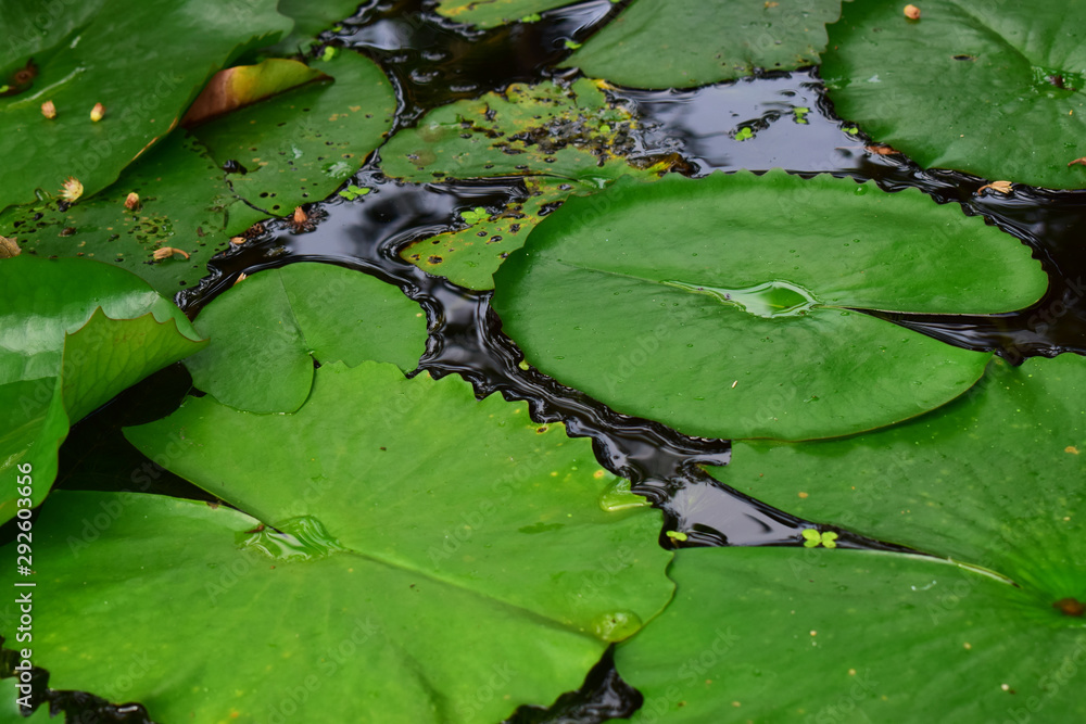 leavLotus flower planted in the pondnThat has begun to bloom With beautiful colors And natural leavLotus flower planted in the pondnThat has begun to bloom With beautiful colors And natural