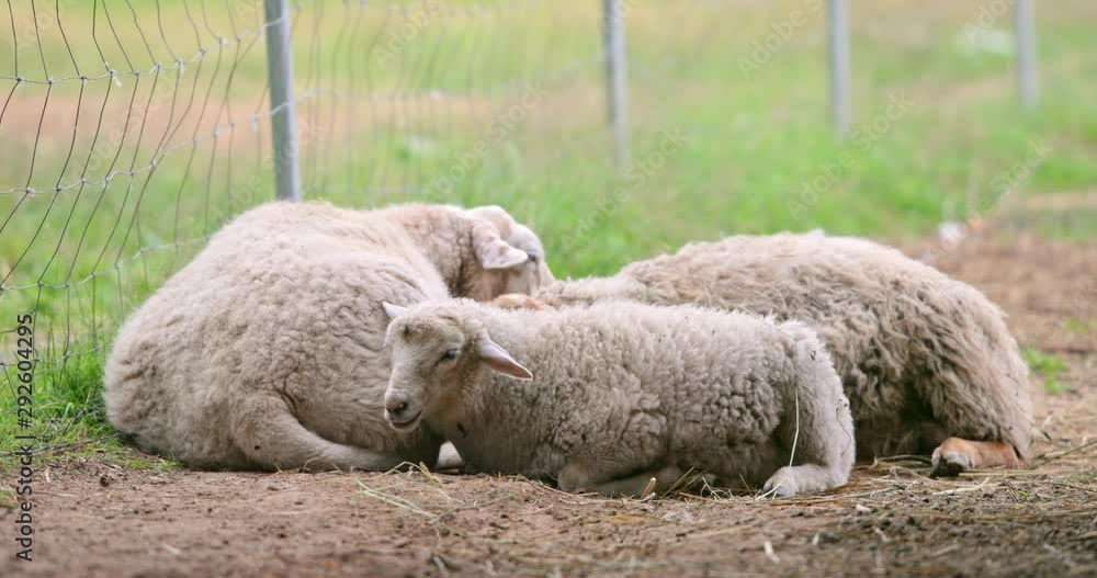 Sheep with lambs eat and rest in the fresh air. Ram looks over the farm fence. Sheeps on nature pasture. Wildlife and ecology concept. Urban lifestyle relax. Hipster on vacation with farm animals. Sheep with lambs eat and rest in the fresh air. Ram looks over the farm fence. Sheeps on nature pasture. Wildlife and ecology concept. Urban lifestyle relax. Hipster on vacation with farm animals.