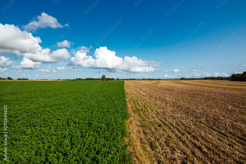 Blue summer sky and cereal field on a sunny day. V By Valdis Skudre Blue summer sky and cereal field on a sunny day. V By Valdis Skudre