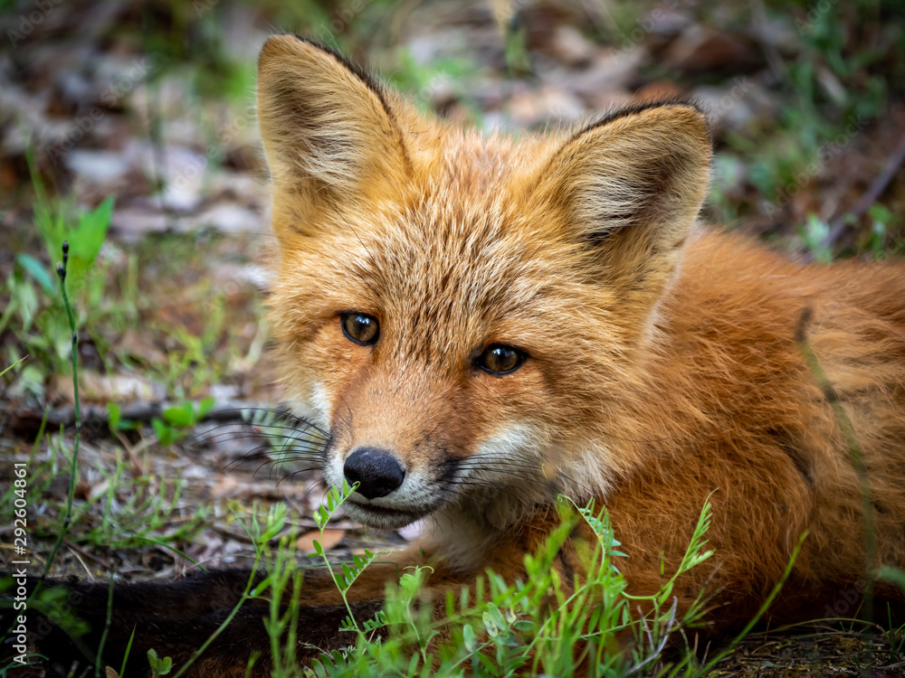 Fototapeta premium Red Fox 3