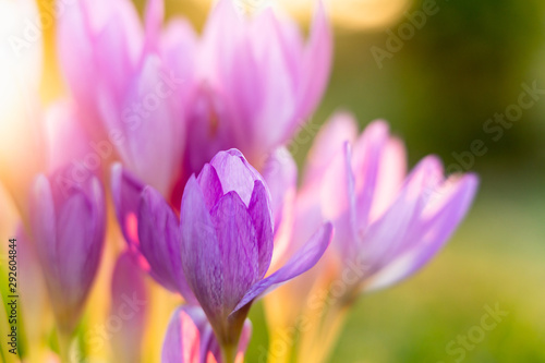 Colchicum, Autumn Crocus. Beautiful Flowers in Morning Light