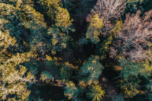 Forest in spring from above.