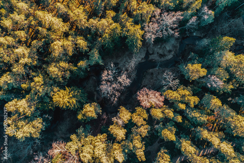 Forest in spring from above.