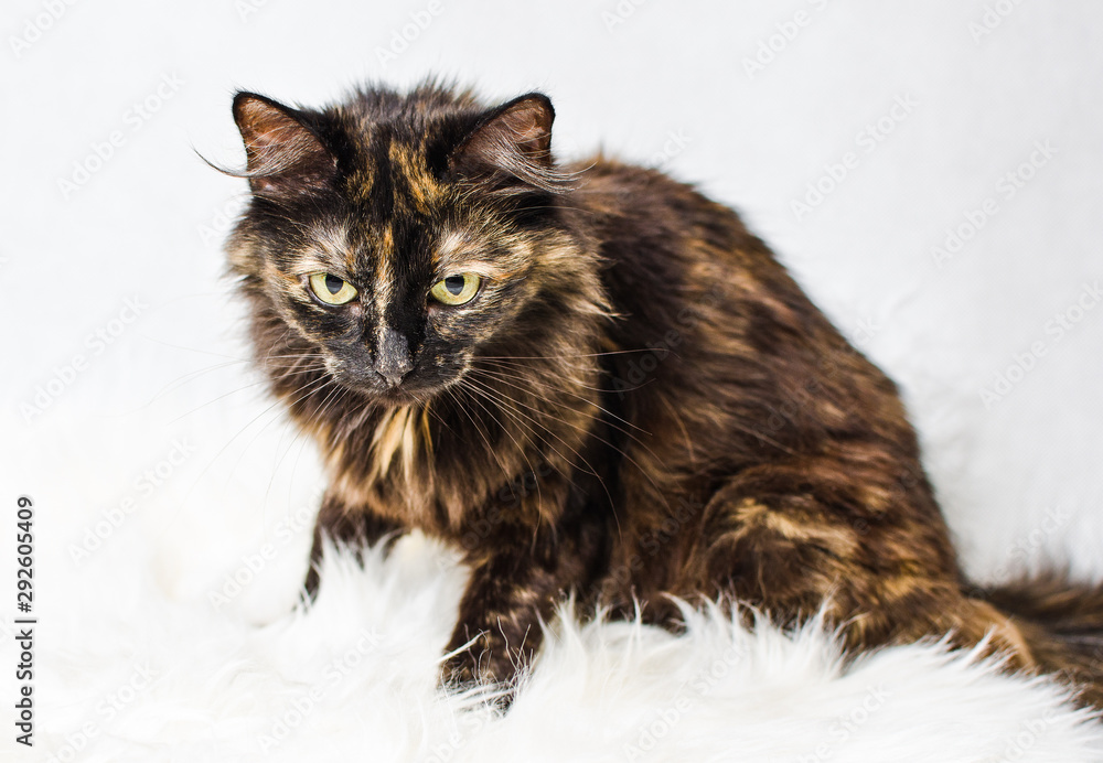 Tortoiseshell cat female  sitting in the fake fur on white background