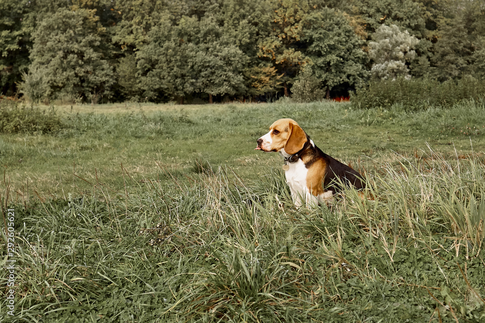 Beautiful funny dog. Beagle. Pet.