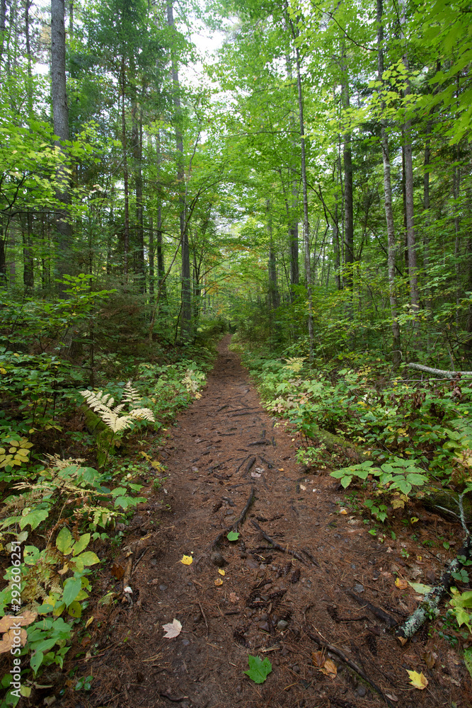 Green forest Trail to Barron Canyon in Algonquin Park