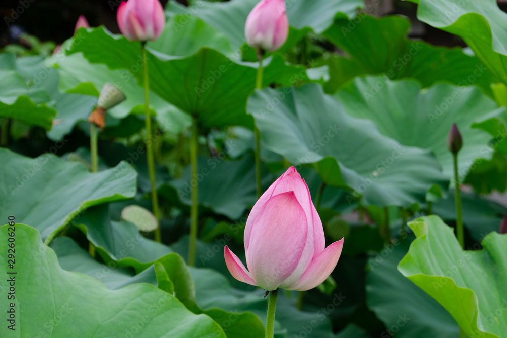 Beautiful lotus flower in blooming in pond at daytime, Summer flowers in Taiwan. The symbol of the Buddha, Thailand.