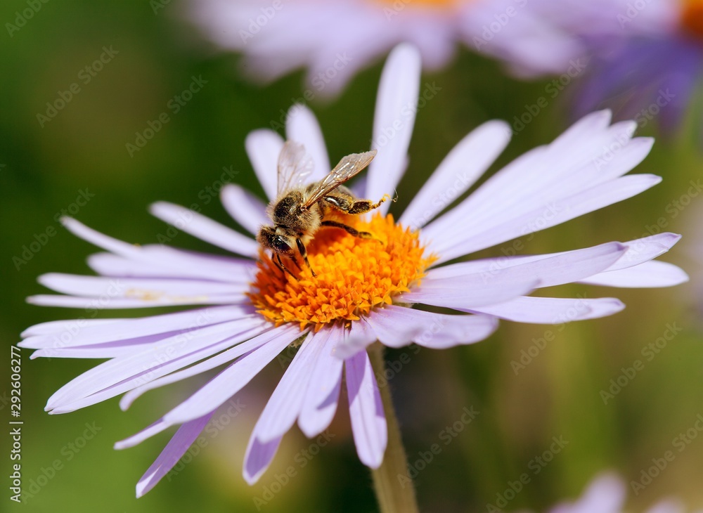 bee or honeybee sitting on flower, Apis Mellifera bee or honeybee sitting on flower, Apis Mellifera
