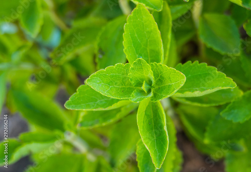 stevia plant outdoors