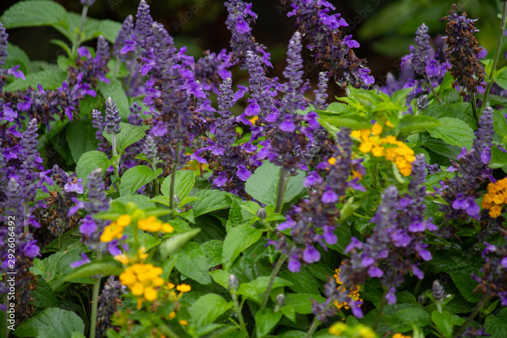 Obraz premium flower