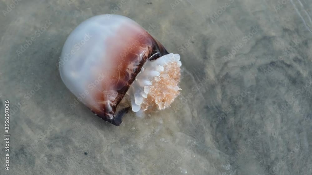 Cannonball Jellyfish, Stomolophus meleagris, washed up on the beach in
