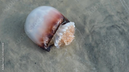 Cannonball Jellyfish, Stomolophus meleagris, washed up on the beach in Topsail Island, North Carolina photo