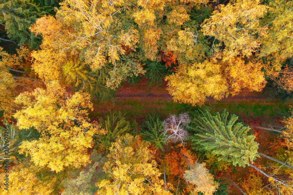Top aerial view of colourful forest with a hiking trail in the woods beautiful bright crowns of trees in the autumn season. Top aerial view of colourful forest with a hiking trail in the woods beautiful bright crowns of trees in the autumn season.