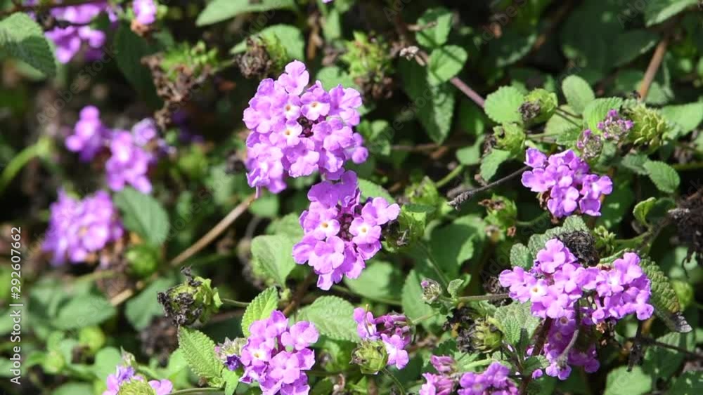 HD video of one tattered painted lady butterfly on purple lantana flowers then flies away. The lifespan of a painted lady butterfly is two to four weeks HD video of one tattered painted lady butterfly on purple lantana flowers then flies away. The lifespan of a painted lady butterfly is two to four weeks