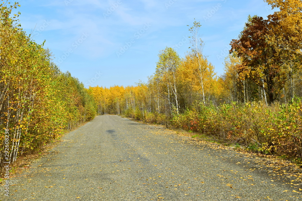 Fototapeta premium The road in the autumn forest.