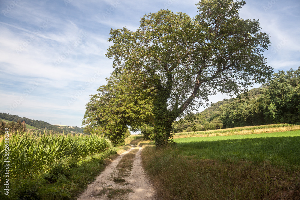 Typical French dirt road, a path in the countryside of France, with crops and fields ready to be harvested in an agricultural area of the country during summer.