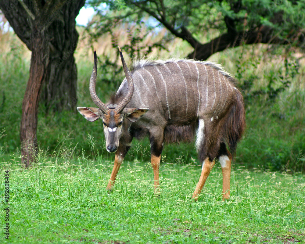A Nyala buck stares at the camera in Ubizane Wildlife Preserve, Kwazulu-Natal, South Africa A Nyala buck stares at the camera in Ubizane Wildlife Preserve, Kwazulu-Natal, South Africa