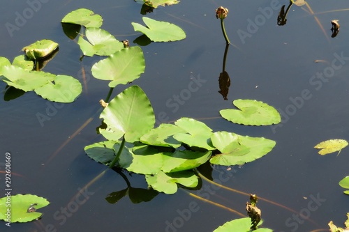 Pond with waterlily plant in Florida nature