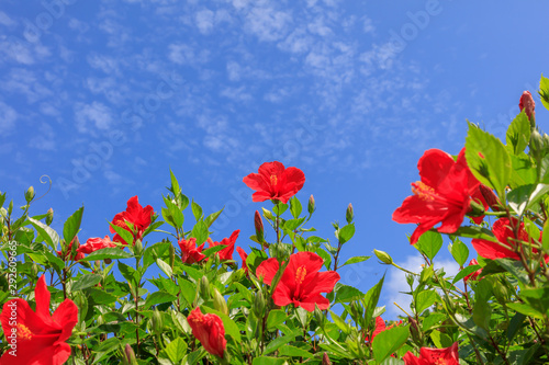 Flowers blooming on Ishigaki Island in autumn - Hibiscus