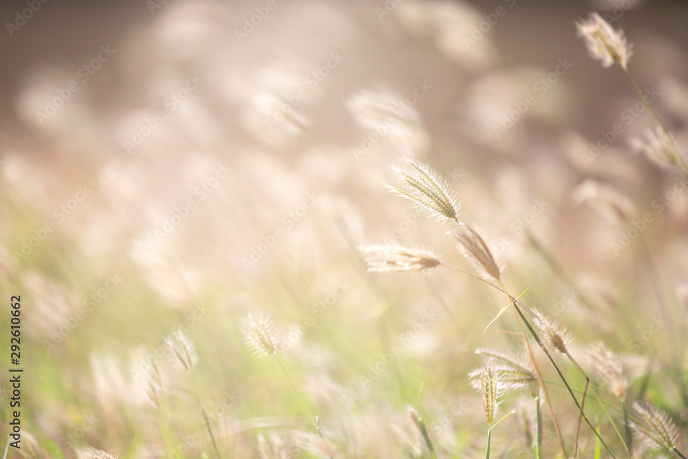 field of grasses in sunshine