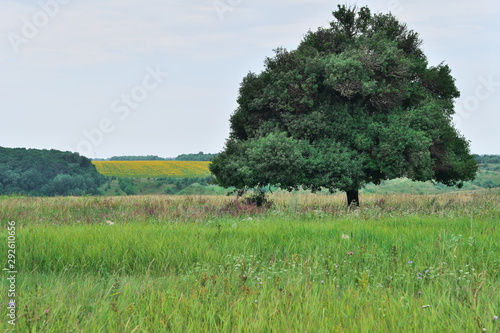 Landscape, oak in the field.