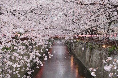 東京都目黒区中目黒の目黒川のライトアップされた夜桜