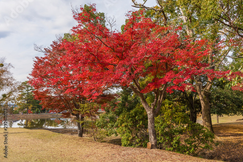 Red maple tree in Nara, Japan. Autumn season background