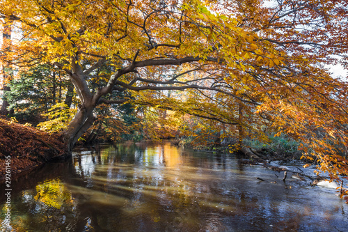 yellow autumn tree near river