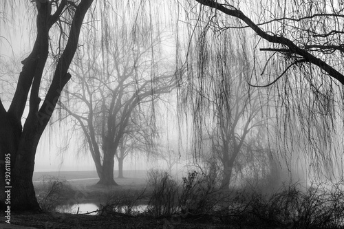tree in fog © Walter E Elliott