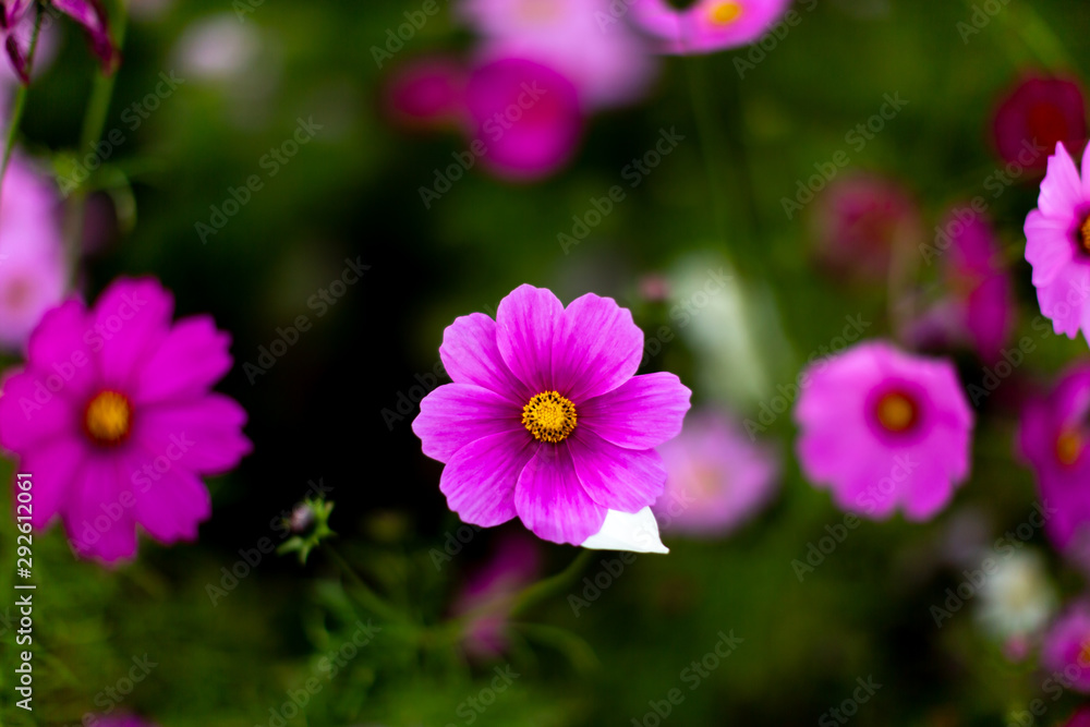 Fototapeta premium コスモス