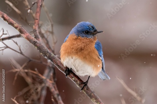 robin on branch