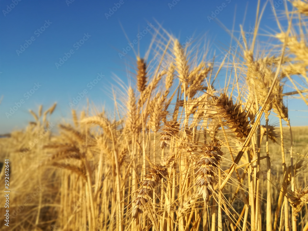 Ears of barley in the foreground. Ripe cereal Yellow grain of the Spanish field. Ears of barley in the foreground. Ripe cereal Yellow grain of the Spanish field.